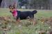 Roxy hľadá nový domov – na adopciu - Darovanie