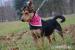 Roxy hľadá nový domov – na adopciu - Darovanie