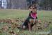 Roxy hľadá nový domov – na adopciu - Darovanie