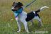 Scotty hľadá nový domov – na adopciu - Darovanie