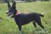 Stella hľadá nový domov – na adopciu - Darovanie