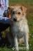 Texas hľadá nový domov – na adopciu - Darovanie
