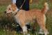 Texas hľadá nový domov – na adopciu - Darovanie
