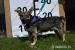 Todd hľadá nový domov – na adopciu - Darovanie