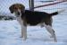 Floky hľadá nový domov – na adopciu - Darovanie