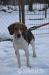 Floky hľadá nový domov – na adopciu - Darovanie