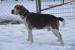 Floky hľadá nový domov – na adopciu - Darovanie