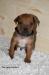 Rhodesky ridgeback ss PP - Prodej