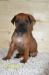 Rhodesky ridgeback ss PP - Prodej