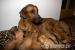 Rhodesian ridgeback s PP - Prodej