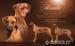 Rhodesian ridgeback s PP - Prodej