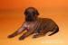 Rhodesian ridgeback s PP - Prodej