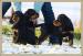 Gordonsetr štěně - gordon setter  - Prodej