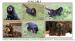 Gordonsetr štěně - gordon setter  - Prodej
