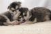 Alaszkai malamut kiskutyák eladók - Eladás