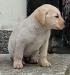 Labrador - šteniatka - Predaj