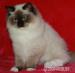 RAGDOLL : - Prodej