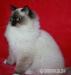 RAGDOLL : - Prodej