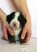 bernsky salašnicky pes-šteniatka - Predaj