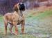 Boerboel - Prodej