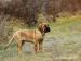 Boerboel - Prodej