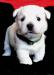 West highland white terrier (westík)- štěňata s PP - Prodej