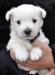 West highland white terrier (westík)- štěňata s PP - Prodej