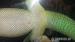 Phelsuma madagaskarská + terárium - Prodej