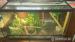 Phelsuma madagaskarská + terárium - Prodej