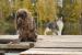 Štěňata sussex spaniels - Prodej