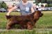 Štěňata sussex spaniels - Prodej