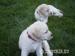 Labrador - šteniatka s rodokmeňom pôvodu s PP - Predaj
