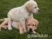 Labrador - šteniatka s rodokmeňom pôvodu s PP - Predaj