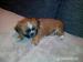 Lhasa Apso steniatka s PP - Predaj