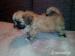 Lhasa Apso steniatka s PP - Predaj