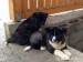 Americka akita inu - Predaj