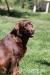 Labradorsky retriever - Prodej