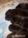 Labradorsky retriever - Prodej