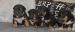 American Bully - Predaj