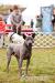 Thajský ridgeback - Prodej
