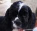 Amerykański Cocker Spaniel - Sprzedaż