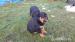 Rottweiler - Predaj