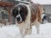 Moskevský strážní pes - rezervace na prodej štěňat - Prodej