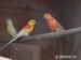 Papoušek zpěvavý - Prodej