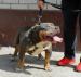 American Bully s PP ABKC - Predaj