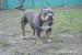 American Bully s PP ABKC - Predaj