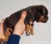 American Bully s PP ABKC - Predaj