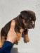 American Bully s PP ABKC - Predaj