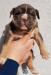 American Bully s PP ABKC - Predaj