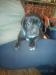 Cane corso - Predaj